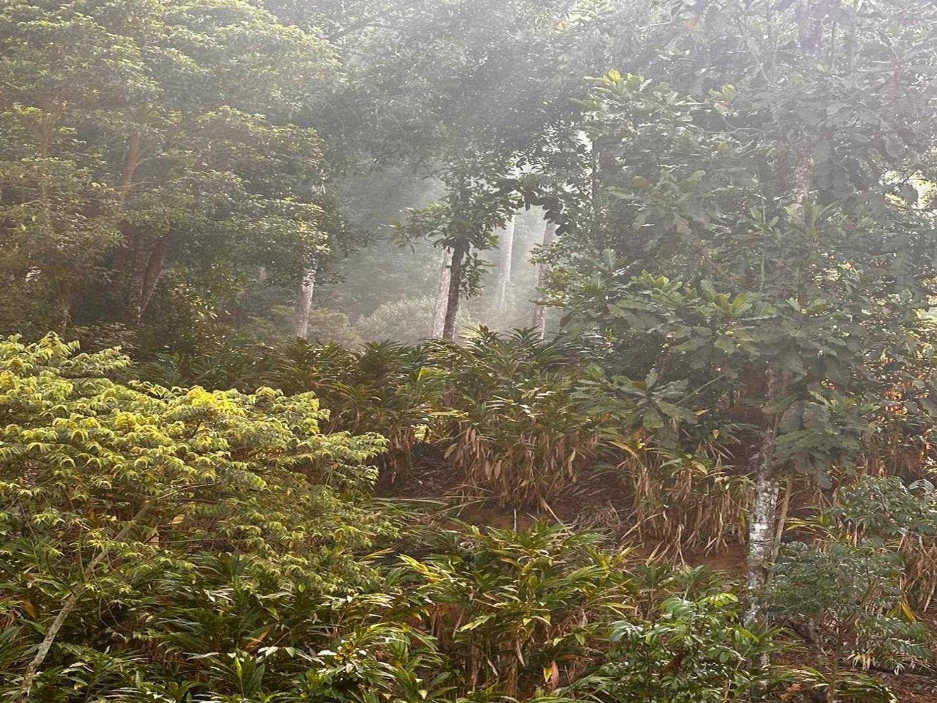 Falling Waters Munnar Luaran gambar